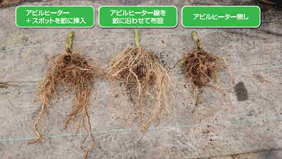 アビルヒーター導入による根の成長度合い
